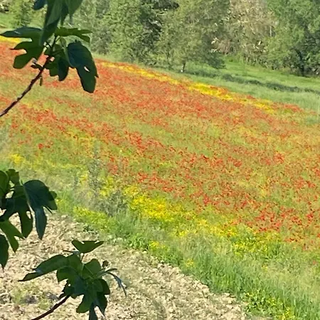 Adamasseria Collecorvino