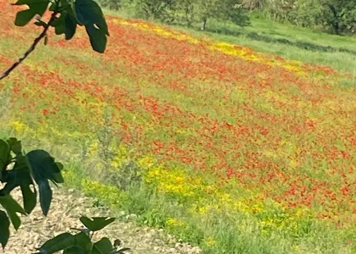 Adamasseria Collecorvino